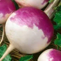 بذر شلغم دورنگی