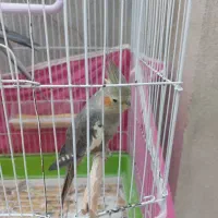 عروس هلندی نرسخنگو و ماده