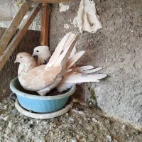 کفتر پرشی به شرط