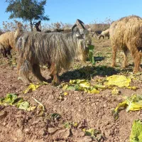 ۸۰۰۰۰|حیوانات مزرعه|گتوند, |دیوار