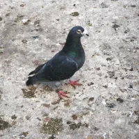 کبوتر|پرنده|شال, |دیوار