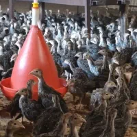 جوجه بوقلمون برنز