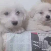 شیتزوتریر۲ماه