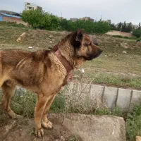 سگ عراقی نر اصیل