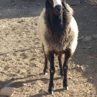 بره قوچی بسیار زیبا|حیوانات مزرعه|تاکستان, |دیوار