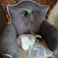 مبل ۷ نفره سلطنتی چوب راش اصل|مبلمان خانگی و میز عسلی|طارم, |دیوار