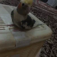 عروس هلندی گل باقالی