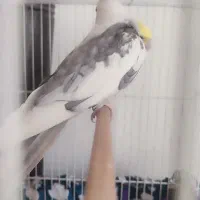 یک جفت عروس هلندی تخم گذار همراه با قفس و وسایل|پرنده|مشهد, توس (بلوار توس)|دیوار