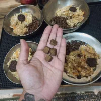 پانسیون  ( نگهداری و آموزش) سگ خانگی (بهترین قیمت)