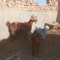 بز حن درجه یک دو بار زا  دو  قلو زا