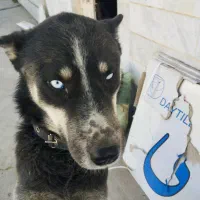 سگ گرگی|سگ|سربند, |دیوار