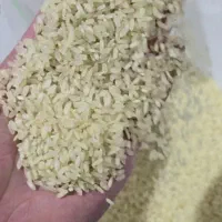 فروش برنج کامفیروز و خورده درجه یک