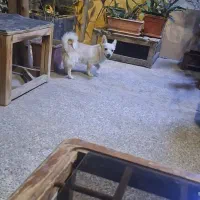 پامر اشپیتز