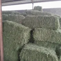 یونجه گل اول