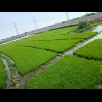 بذر شالی|خدمات باغبانی و درختکاری|گالیکش, |دیوار
