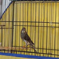 قناری نر مست مست|پرنده|بروجرد, |دیوار