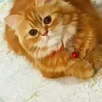 گربه پریتیش لانگهیر