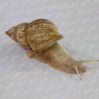 حلزون آلبینو مخصوص حلزون تراپی روی پوست