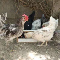 تخم نطفه دار برهما،و تخم گلین طوسی|حیوانات مزرعه|مشهد, موسوی قوچانی|دیوار