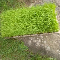علی کاظمی|گل و گیاه طبیعی|فومن, |دیوار
