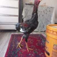 خروس مزرعه|حیوانات مزرعه|رشت, احمد گوراب|دیوار