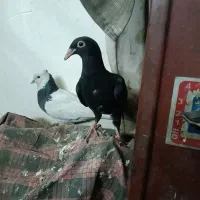 کبوتر رنگه و آلمانی|پرنده|ملکآباد, |دیوار