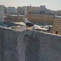 کفتر فروشی|پرنده|مشهد, منزل آباد|دیوار