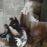 سی تا مرغ و خروس سلطان و گلی|حیوانات مزرعه|شیراز, کرونی(خاتونک)|دیوار