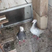 کبوتر