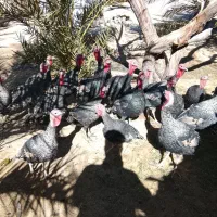 بوقلمون نروماده