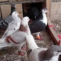 ۱۴.|پرنده|آشخانه, |دیوار