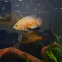 ماهی اسکار|ماهی|شاهینشهر, خانه کارگر|دیوار