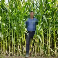 ذرت علوفه ای