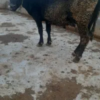 گاوشیری ۶ماه آبستن شکم دوم