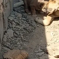 سگ خراسانی سرابی اصیل|سگ|مشهد, میان ولایت|دیوار