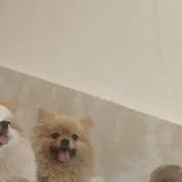 پامرانین معاوضه با شاه طوطی