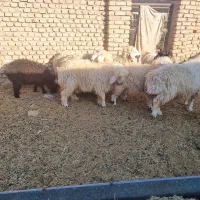 ۳بره ماده و۲ بره نر|حیوانات مزرعه|آیسک, |دیوار