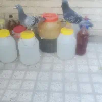 یک جفت کبوترمسافتی نرو ماده