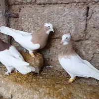 پرنده|پرنده|شیراز, داریون|دیوار