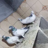 چهارتا تهرانی پرشتی|پرنده|بروجرد, |دیوار