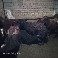 میش بره افشار