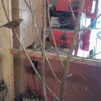 قناری قورولتی|پرنده|اردبیل, |دیوار