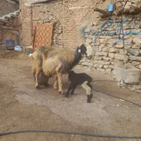 باسلام این میش سرقت شده