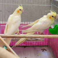 عروس هلندی لوتینو