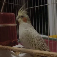عروس هلندی