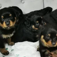 توله سگ روتوایلر Rottweiler|سگ|تهران, آذری|دیوار