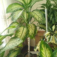 ماداگاسکار و دیفن باخیا