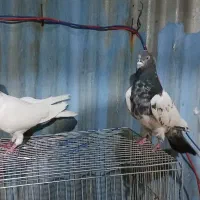 کفتر نروماده پاکستانی
