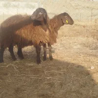 گوسفند و بره نر قزل|حیوانات مزرعه|تبریز, |دیوار