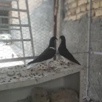 جوجه شهری سیاه نر وماده|پرنده|مرودشت, بیست متری بیمارستان|دیوار